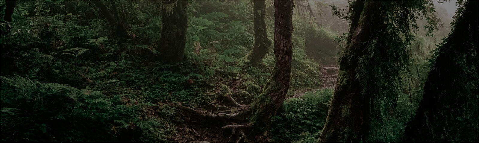 Image-2