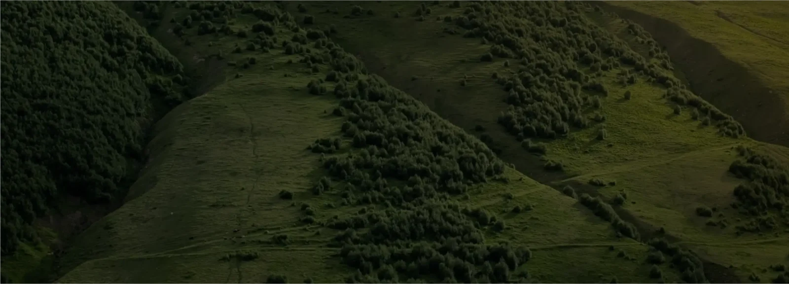 Pachama