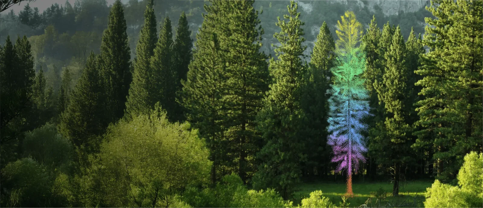 Pachama_Header