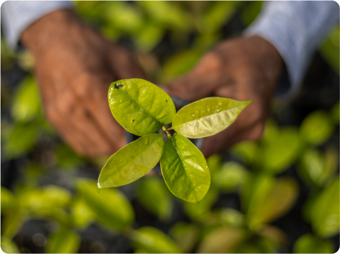 leaves