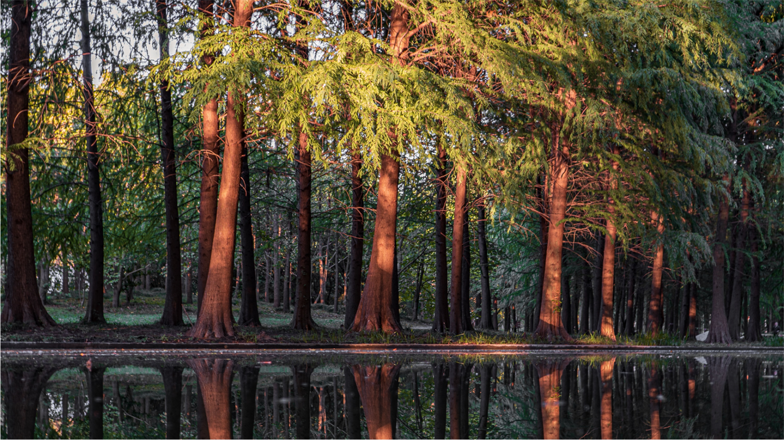 trees